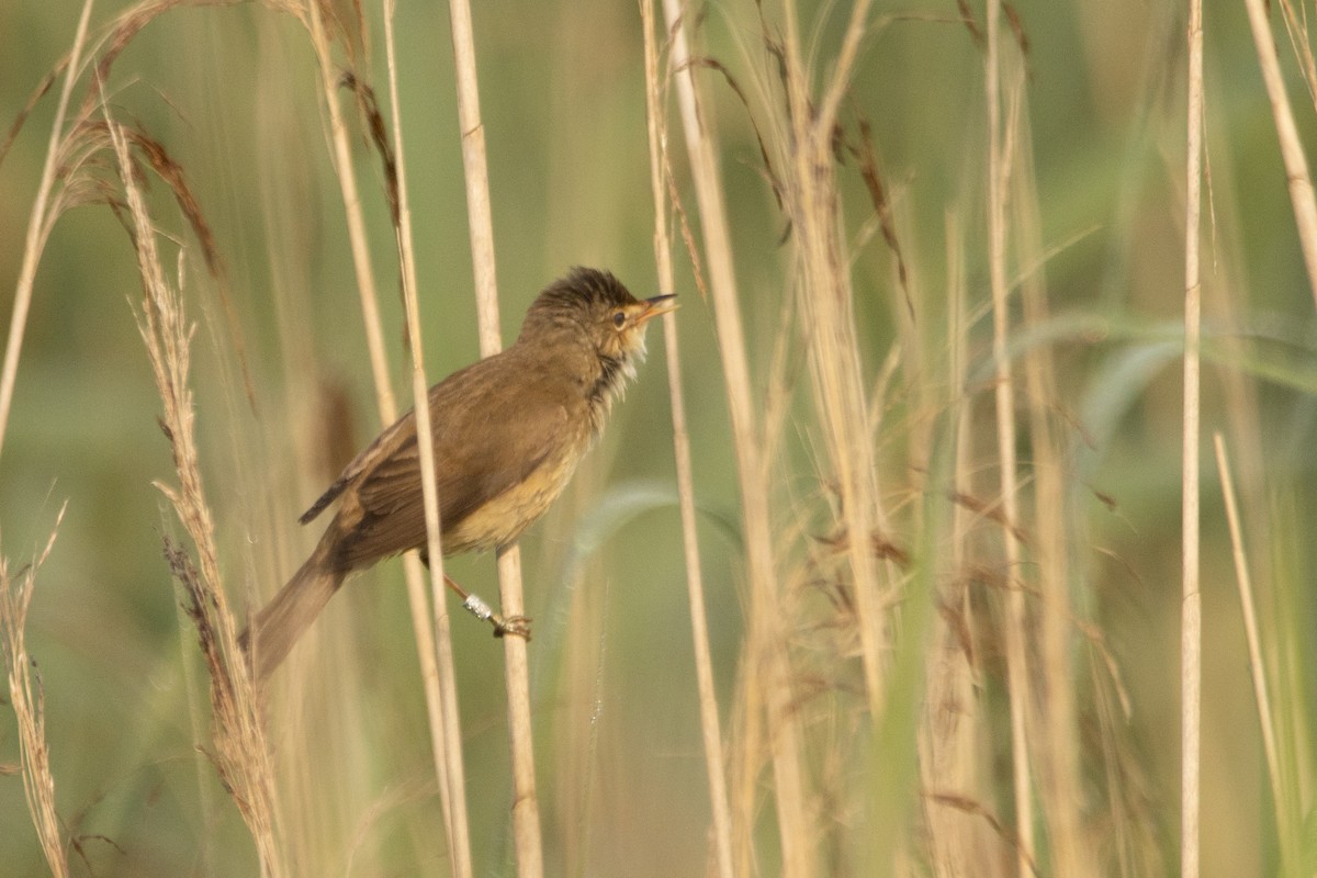 Common Reed Warbler - Letty Roedolf Groenenboom