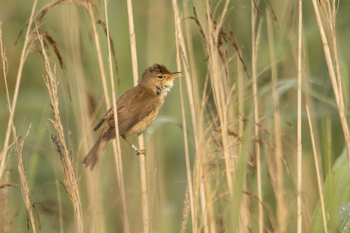 Common Reed Warbler - Letty Roedolf Groenenboom