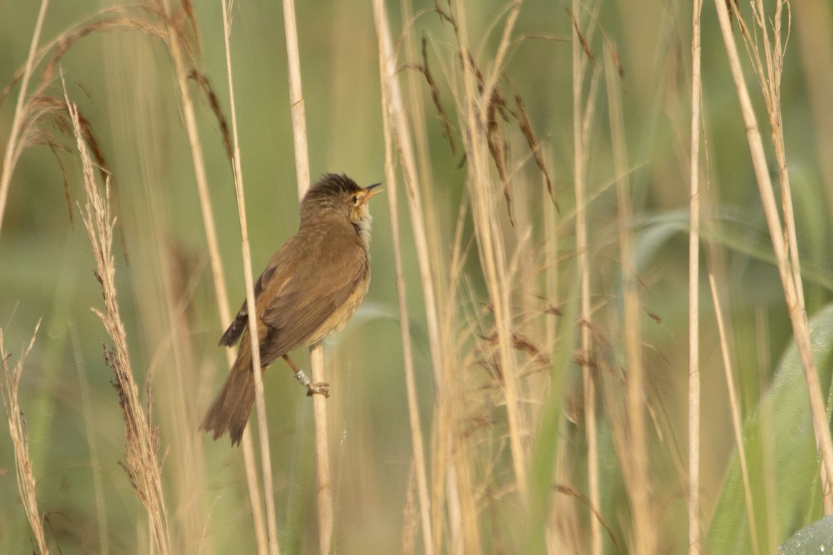 Common Reed Warbler - Letty Roedolf Groenenboom