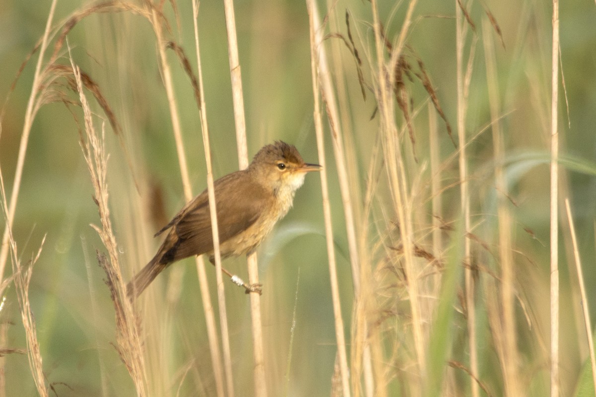 Common Reed Warbler - Letty Roedolf Groenenboom