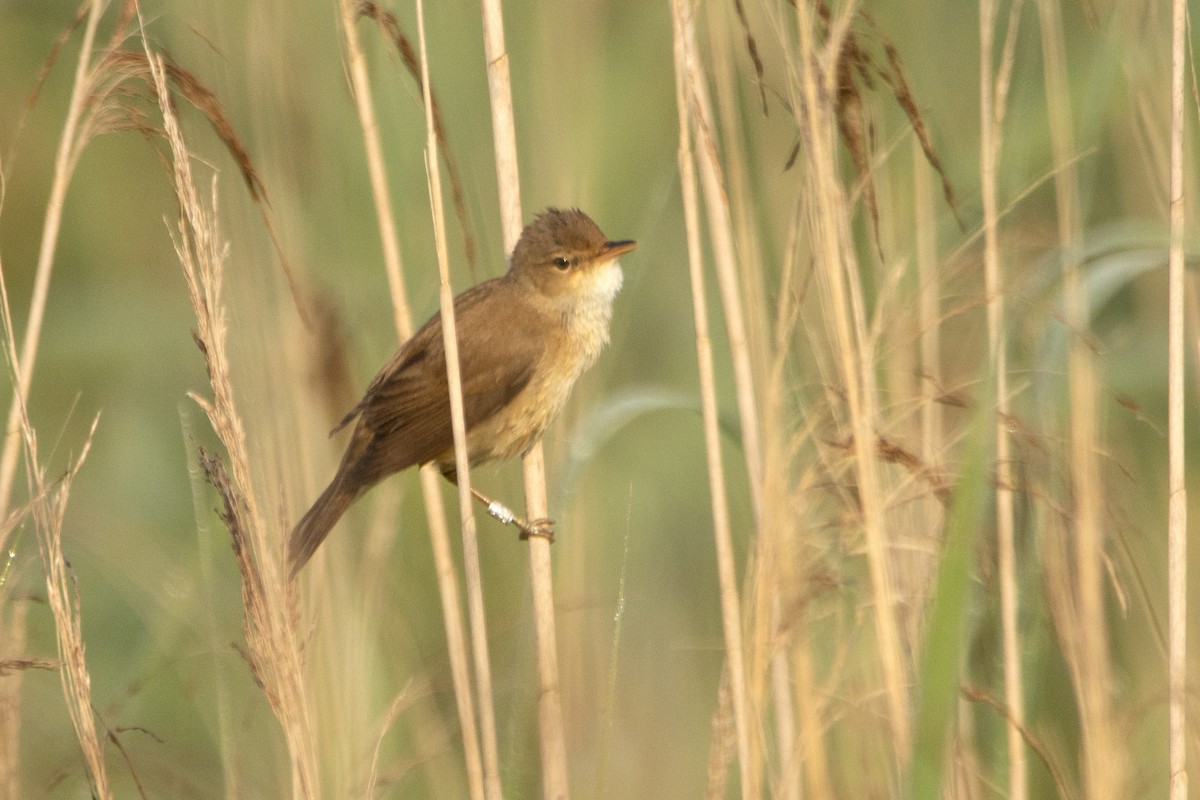 Common Reed Warbler - Letty Roedolf Groenenboom