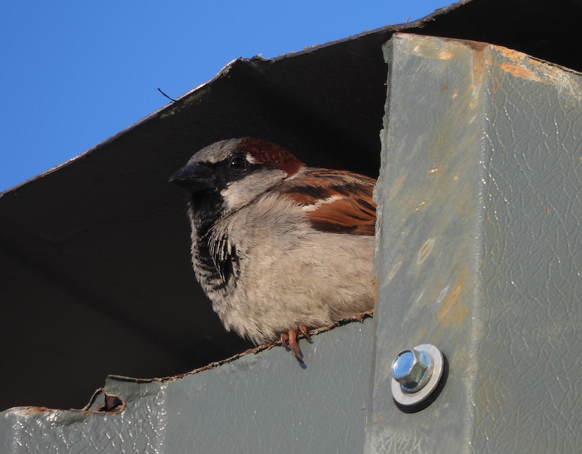 House Sparrow - Gerald Moore