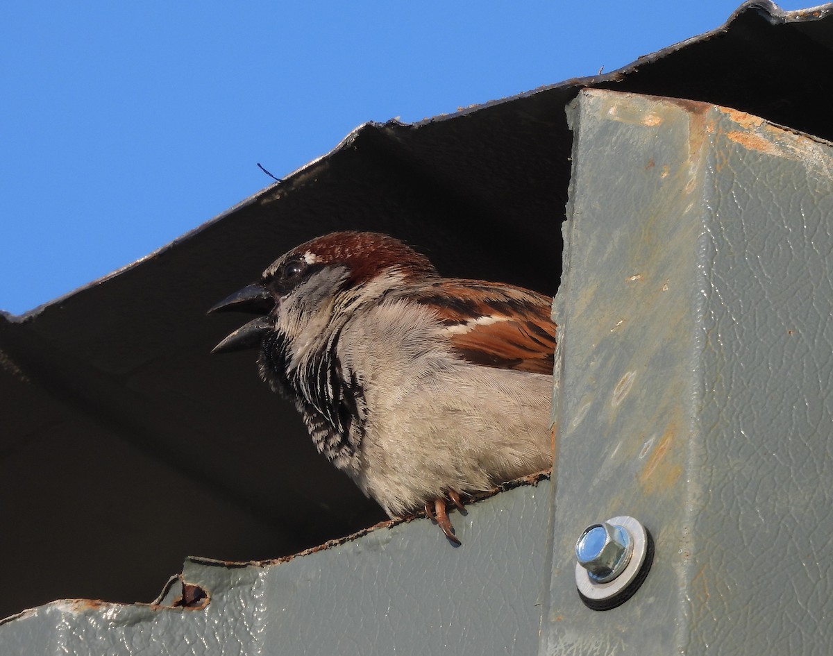 House Sparrow - Gerald Moore