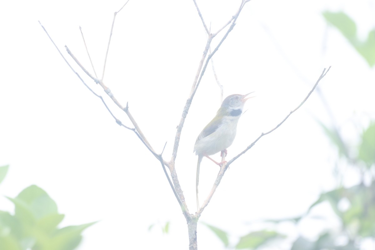 Common Tailorbird - PRABHAKAR GUJJARAPPA
