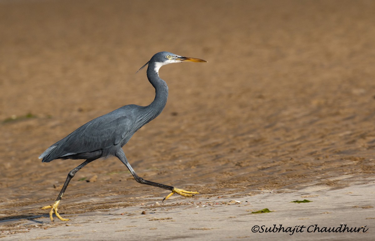 volavka přímořská - ML619613492