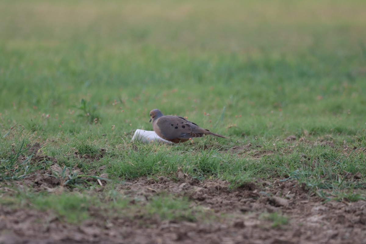 Mourning Dove - ML619613494