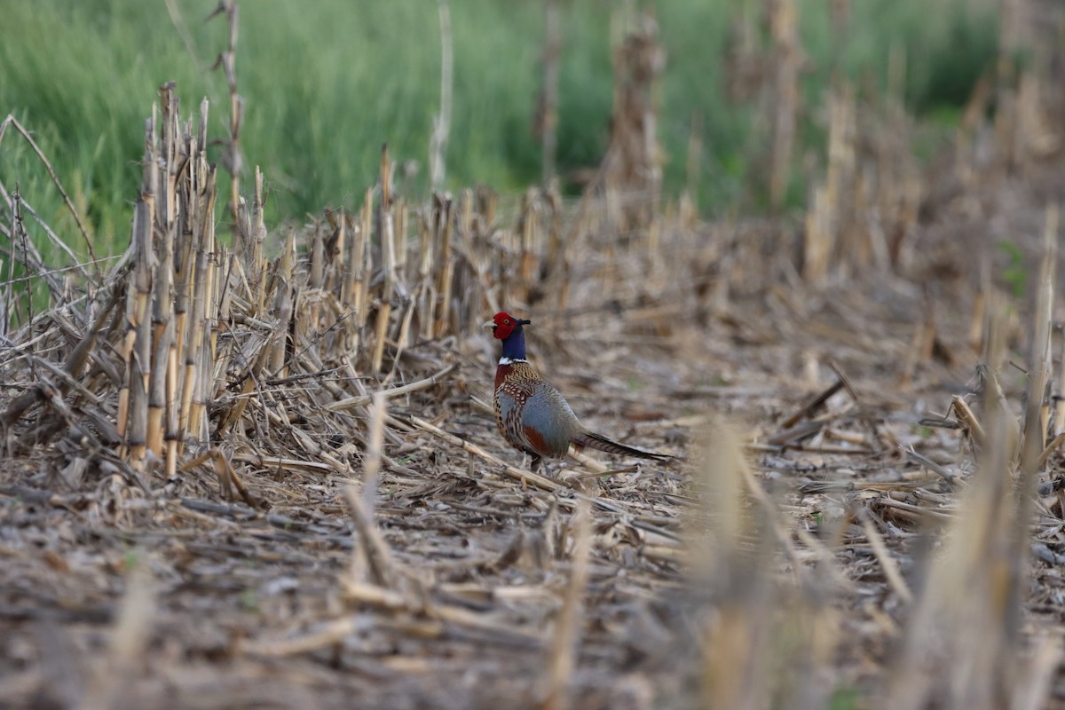 Ring-necked Pheasant - Ed Hogg