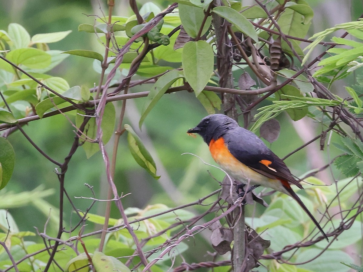 Small Minivet - Gowri Shankar S