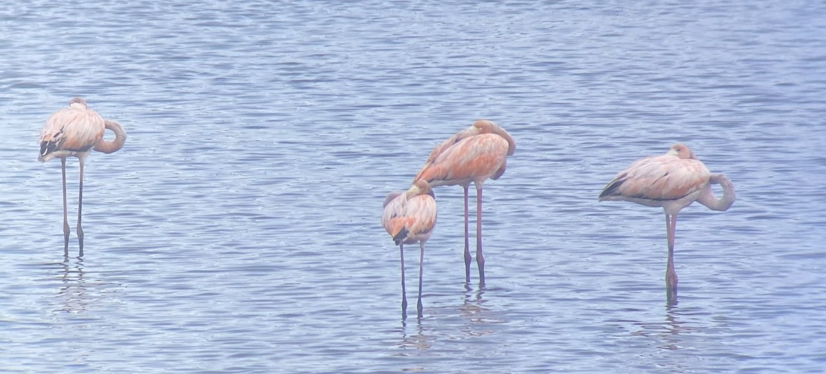 American Flamingo - Diane Klement