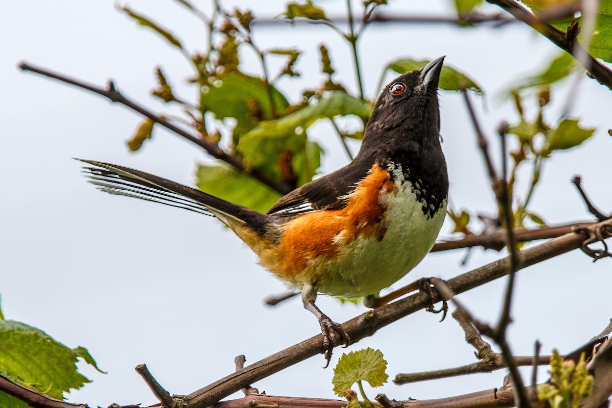 Eastern Towhee - PJ Smith