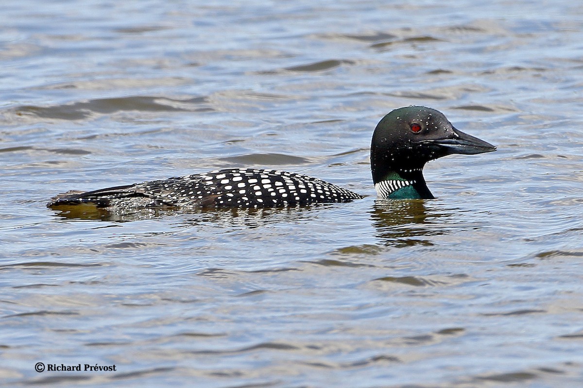 Common Loon - Richard Prévost