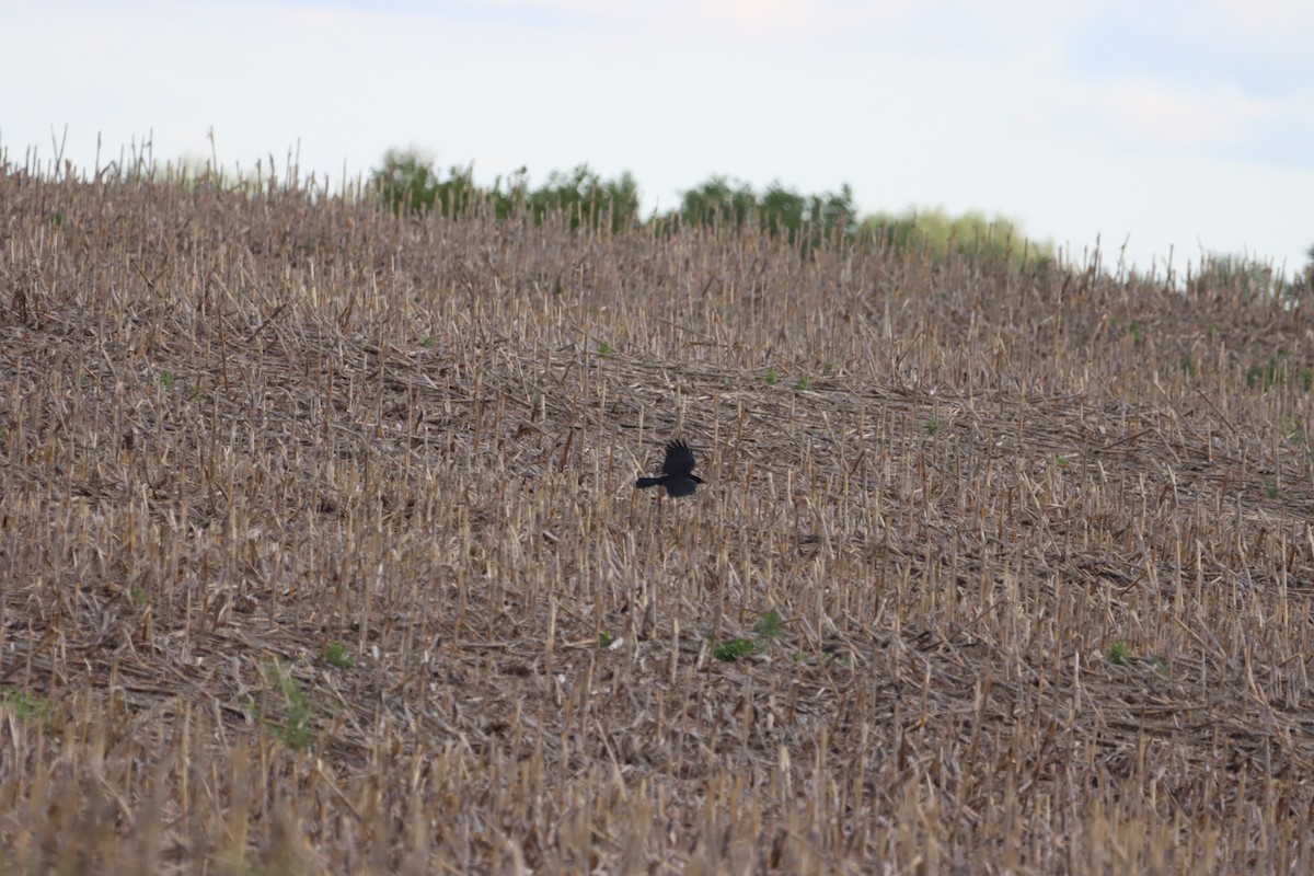 American Crow - ML619613547