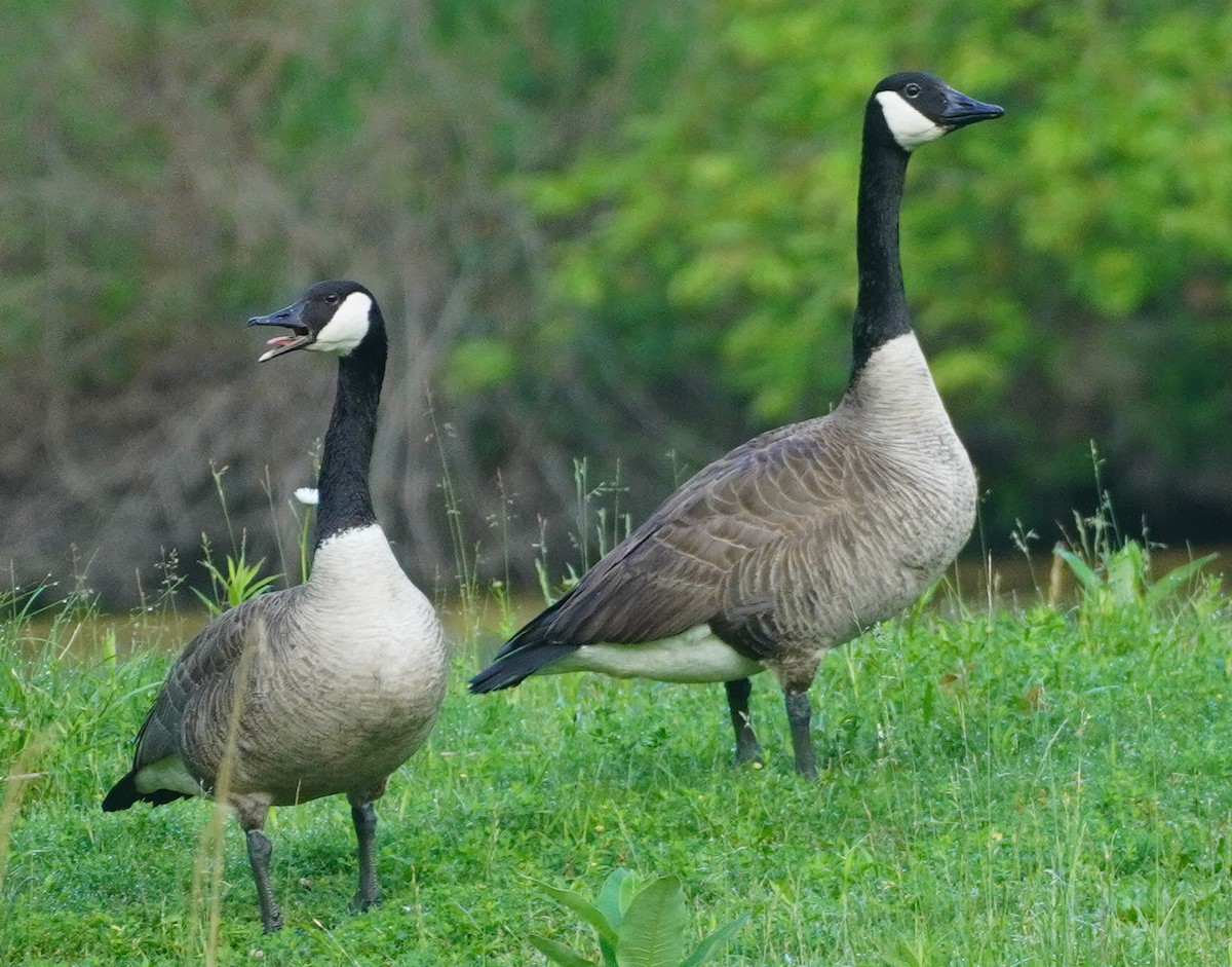 Canada Goose - John McCallister