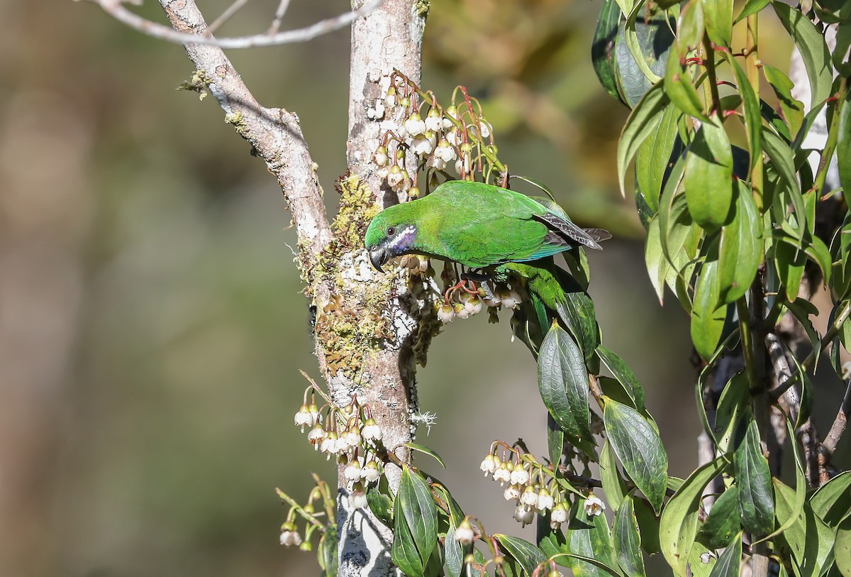 Plum-faced Lorikeet - ML619613559