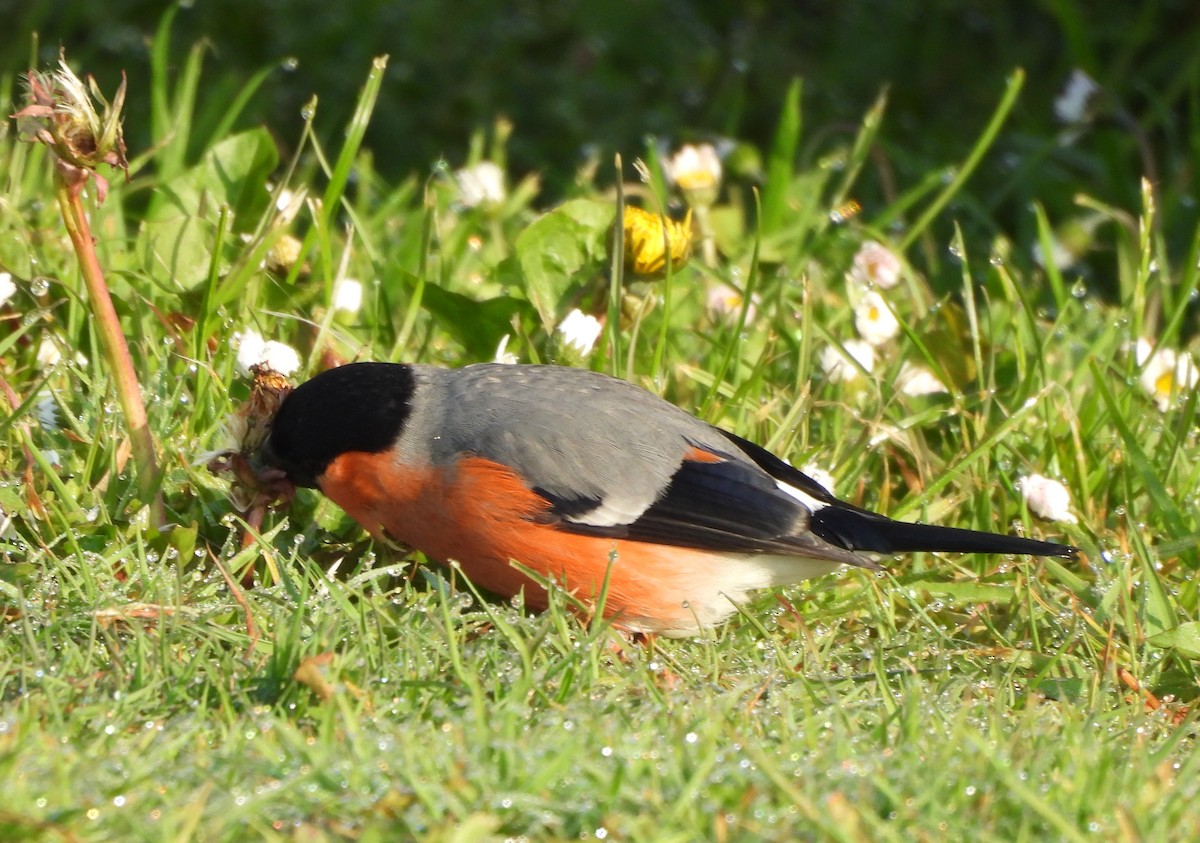 Eurasian Bullfinch - Gerald Moore