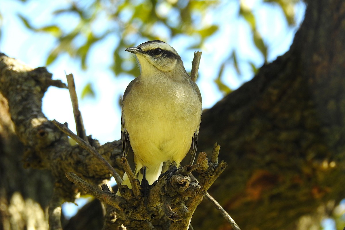 Chalk-browed Mockingbird - ML619613561