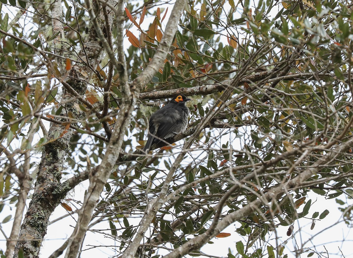 Smoky Honeyeater - Mike Edgecombe