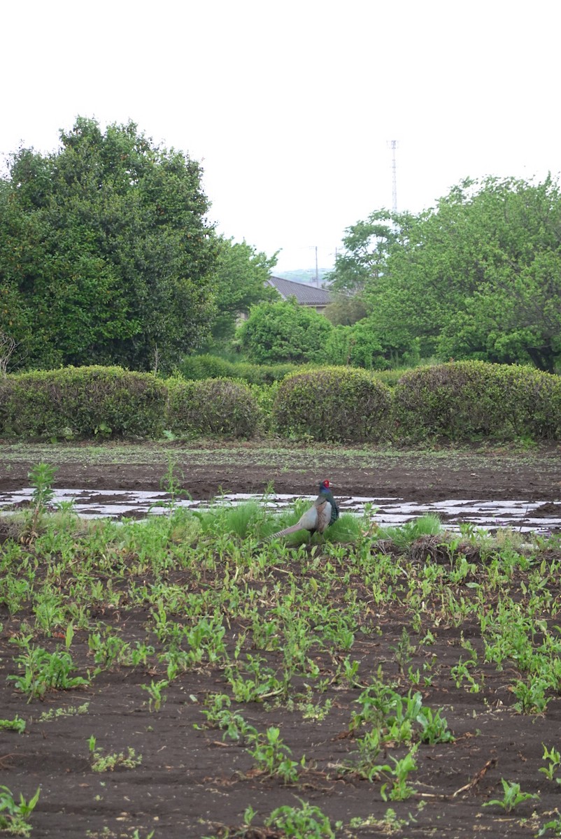 Green Pheasant - Huang Hung Chu