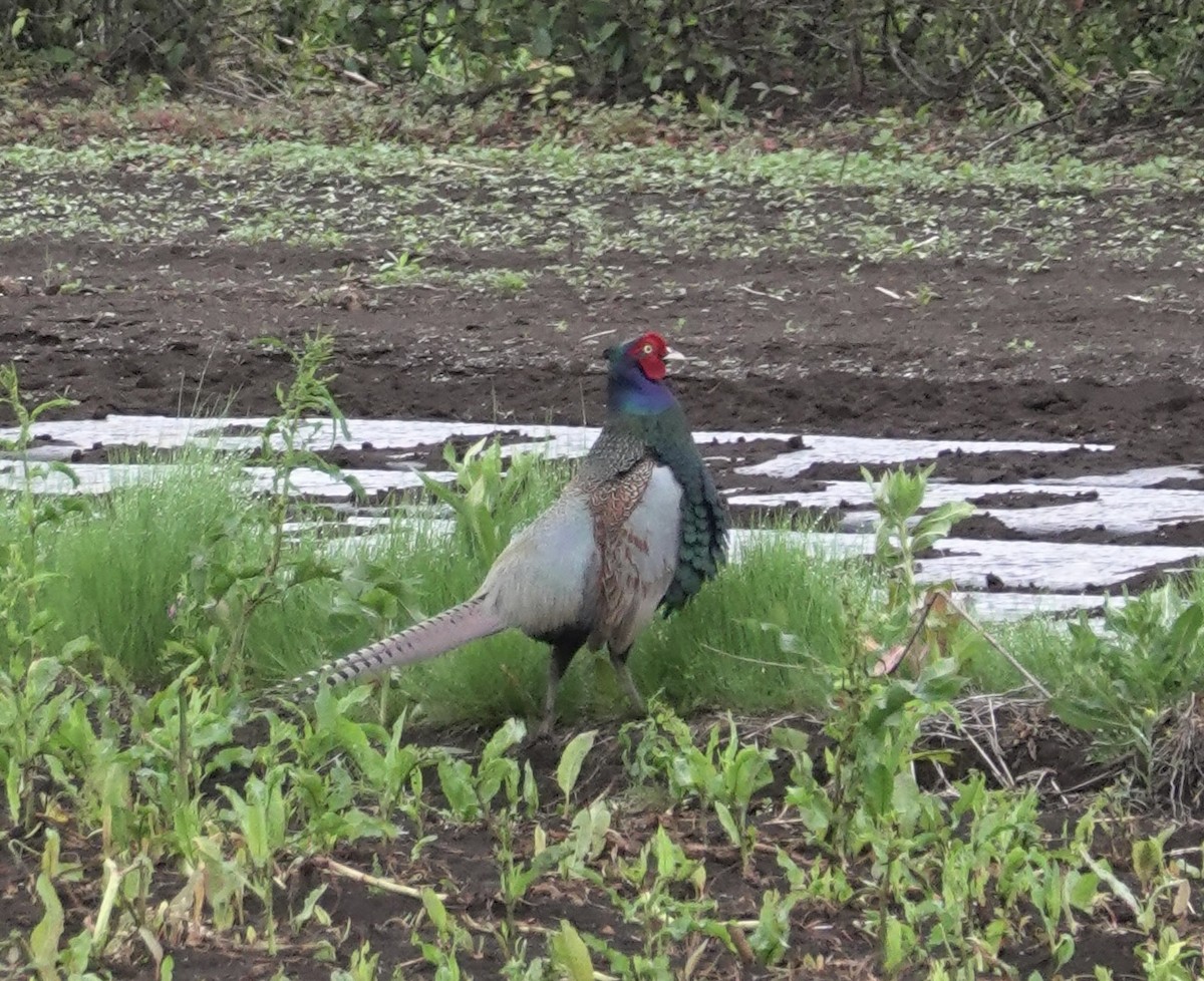 Green Pheasant - ML619613566