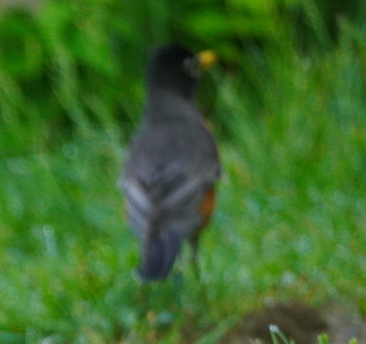 American Robin - John McCallister