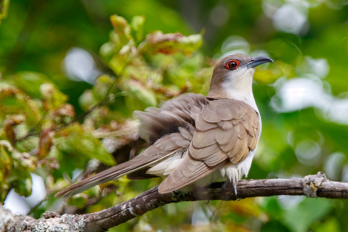 Black-billed Cuckoo - PJ Smith