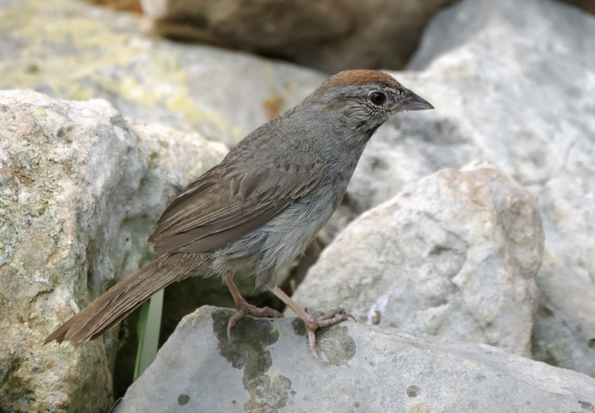 Rufous-crowned Sparrow - Pauline Yeckley