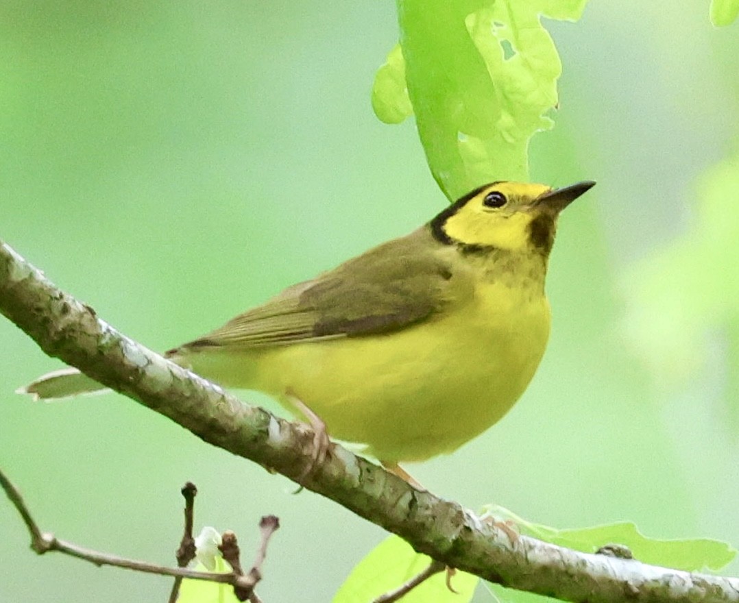 Hooded Warbler - Laura Adams