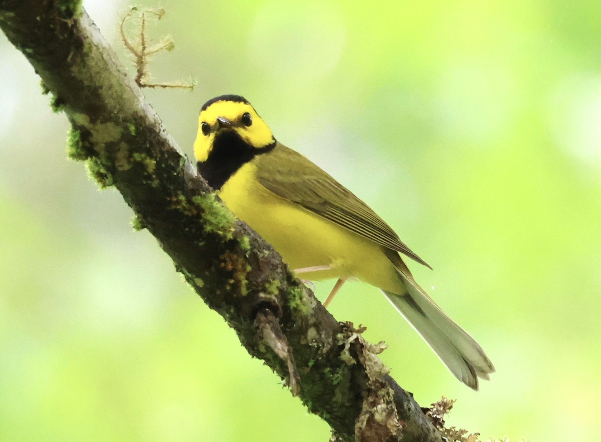 Hooded Warbler - Laura Adams