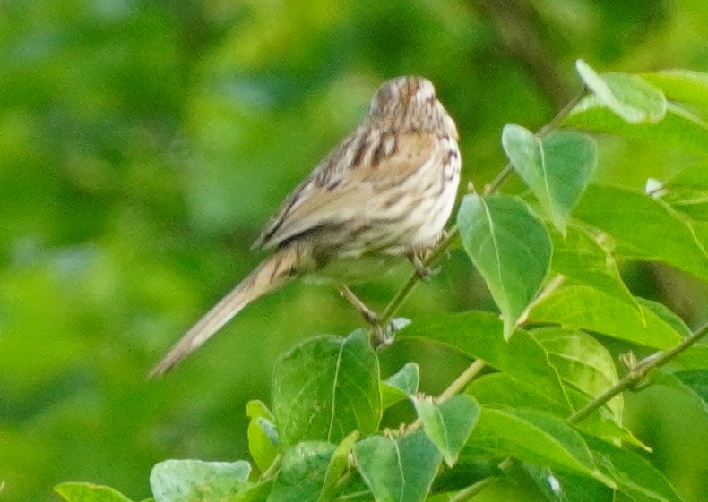 Song Sparrow - John McCallister