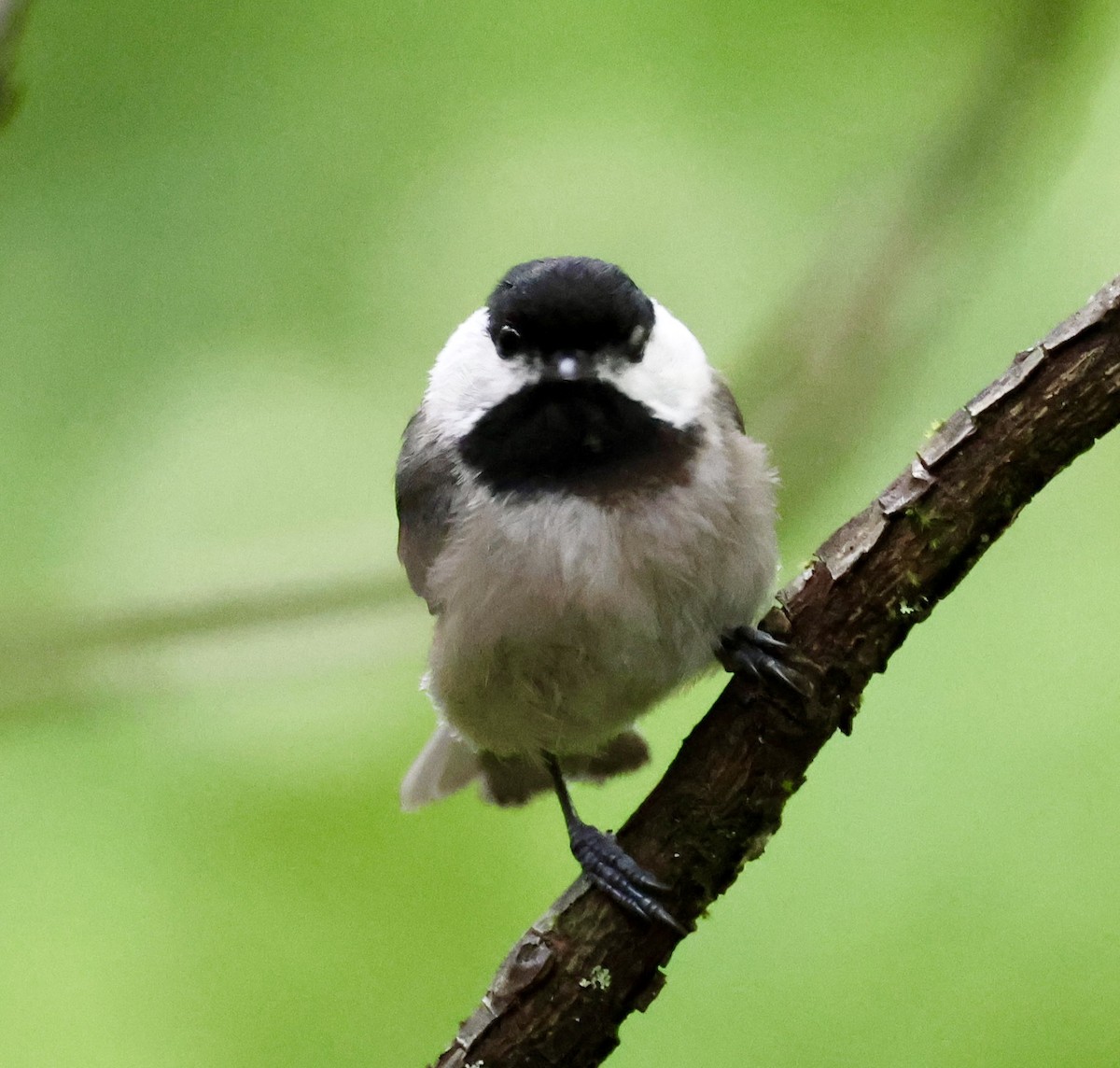 Carolina Chickadee - Laura Adams