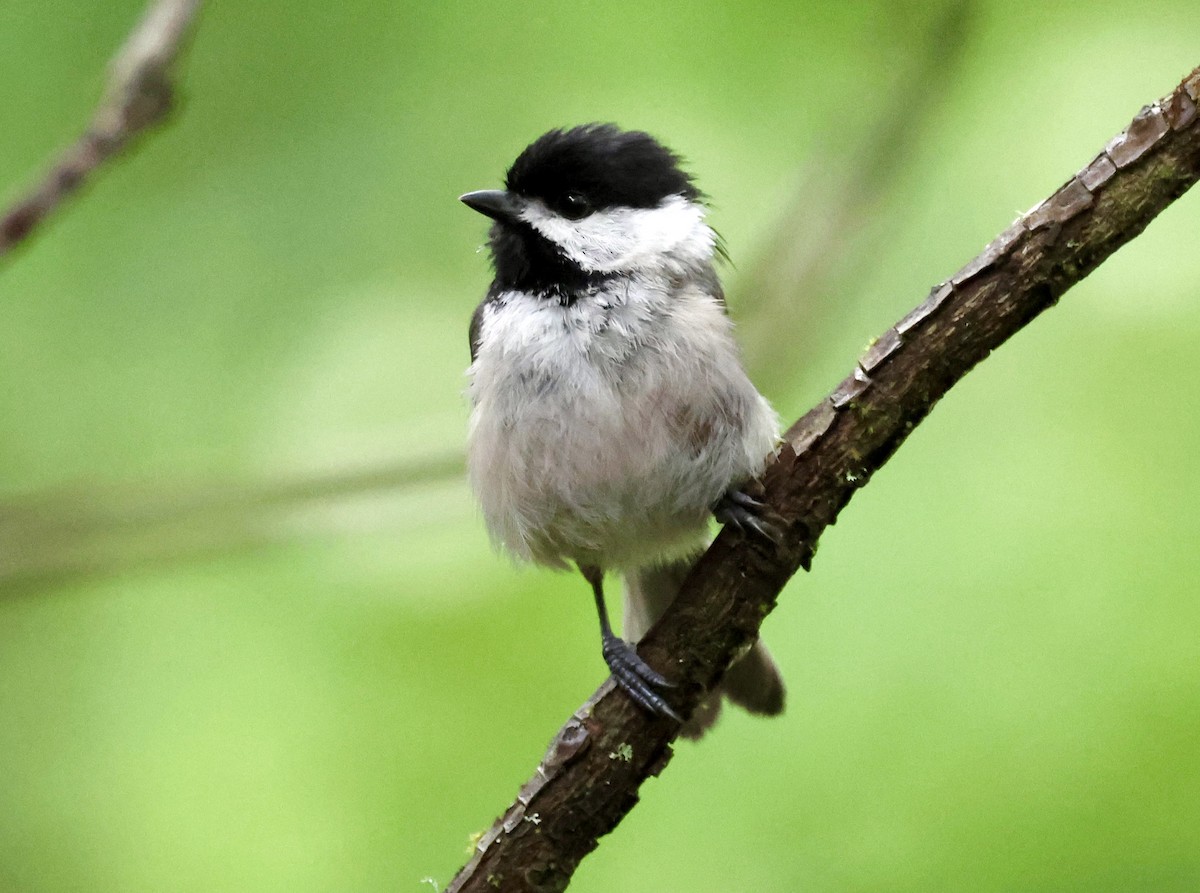 Carolina Chickadee - Laura Adams