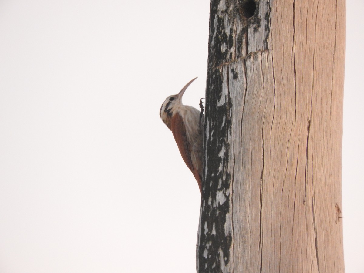 Narrow-billed Woodcreeper - Roberto Rebeque Junior