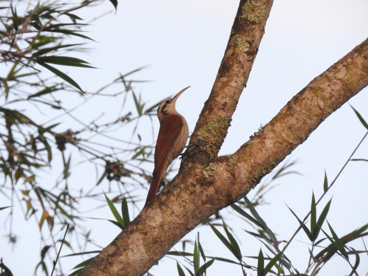 Narrow-billed Woodcreeper - Roberto Rebeque Junior