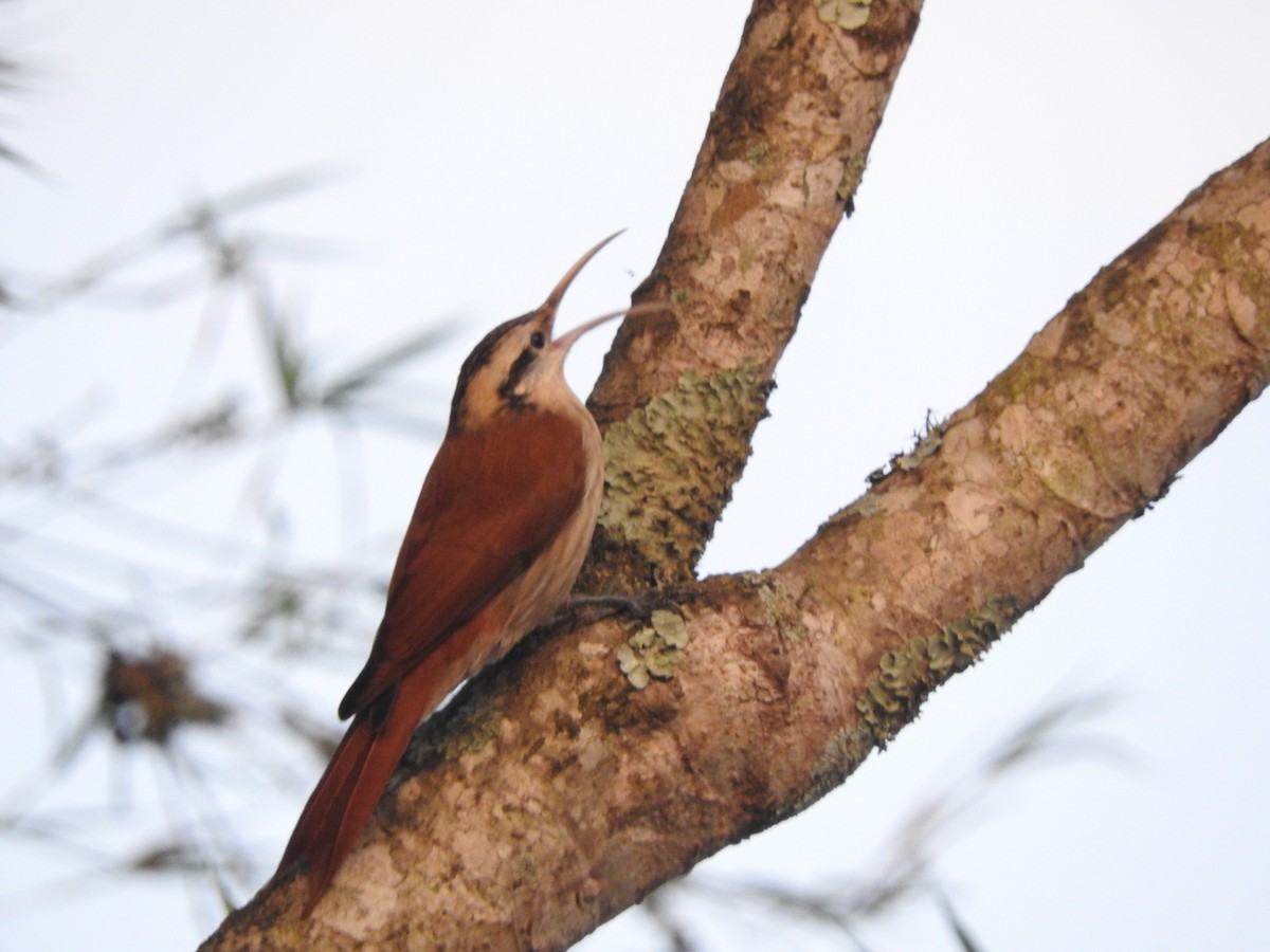 Narrow-billed Woodcreeper - ML619613594