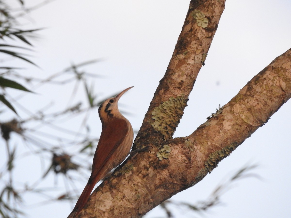 Narrow-billed Woodcreeper - ML619613595