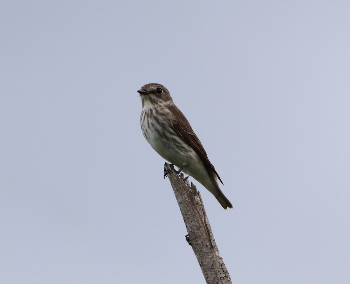 Gray-streaked Flycatcher - Simon Pinder