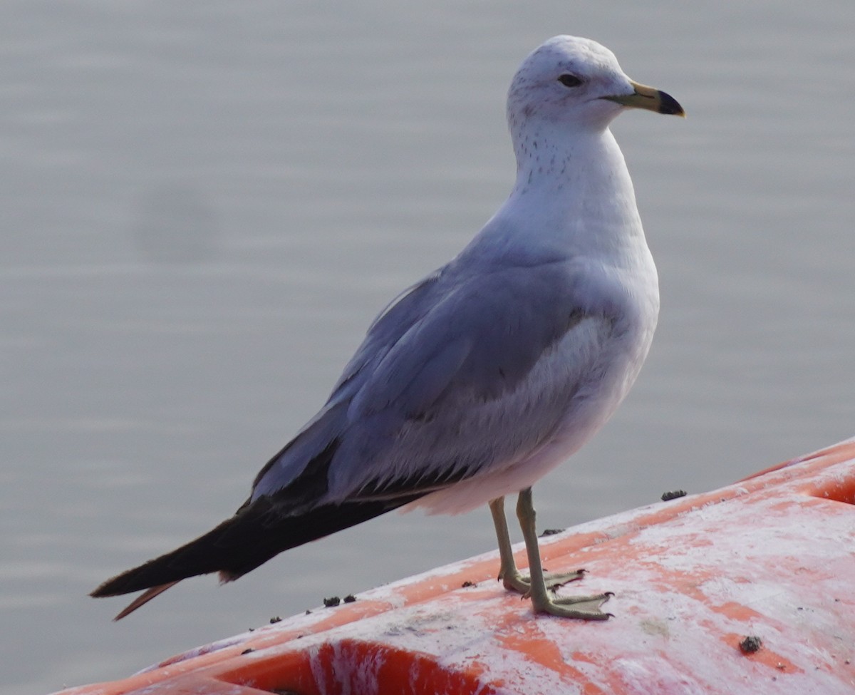 Ring-billed Gull - ML619613602