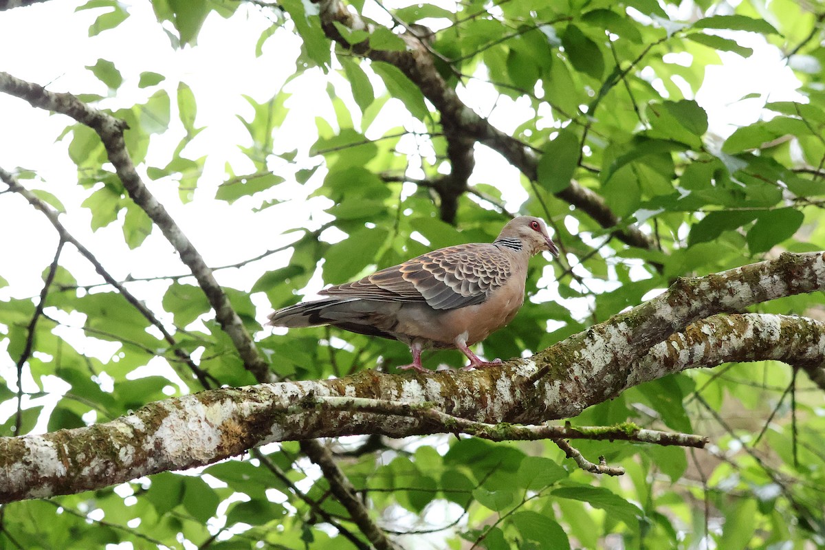 Oriental Turtle-Dove - Ying ZHOU