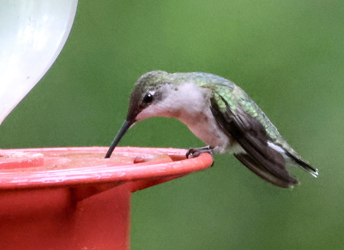 Ruby-throated Hummingbird - Laura Adams