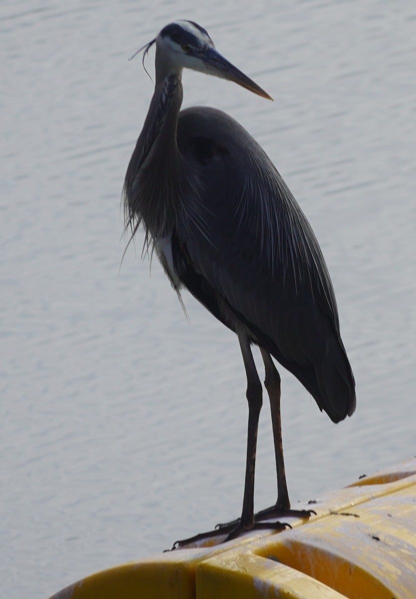 Great Blue Heron - John McCallister