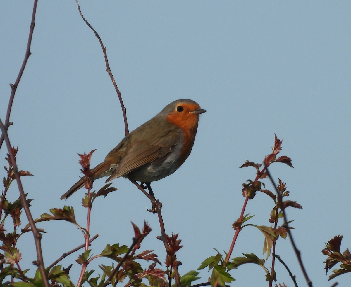 European Robin - Gerald Moore