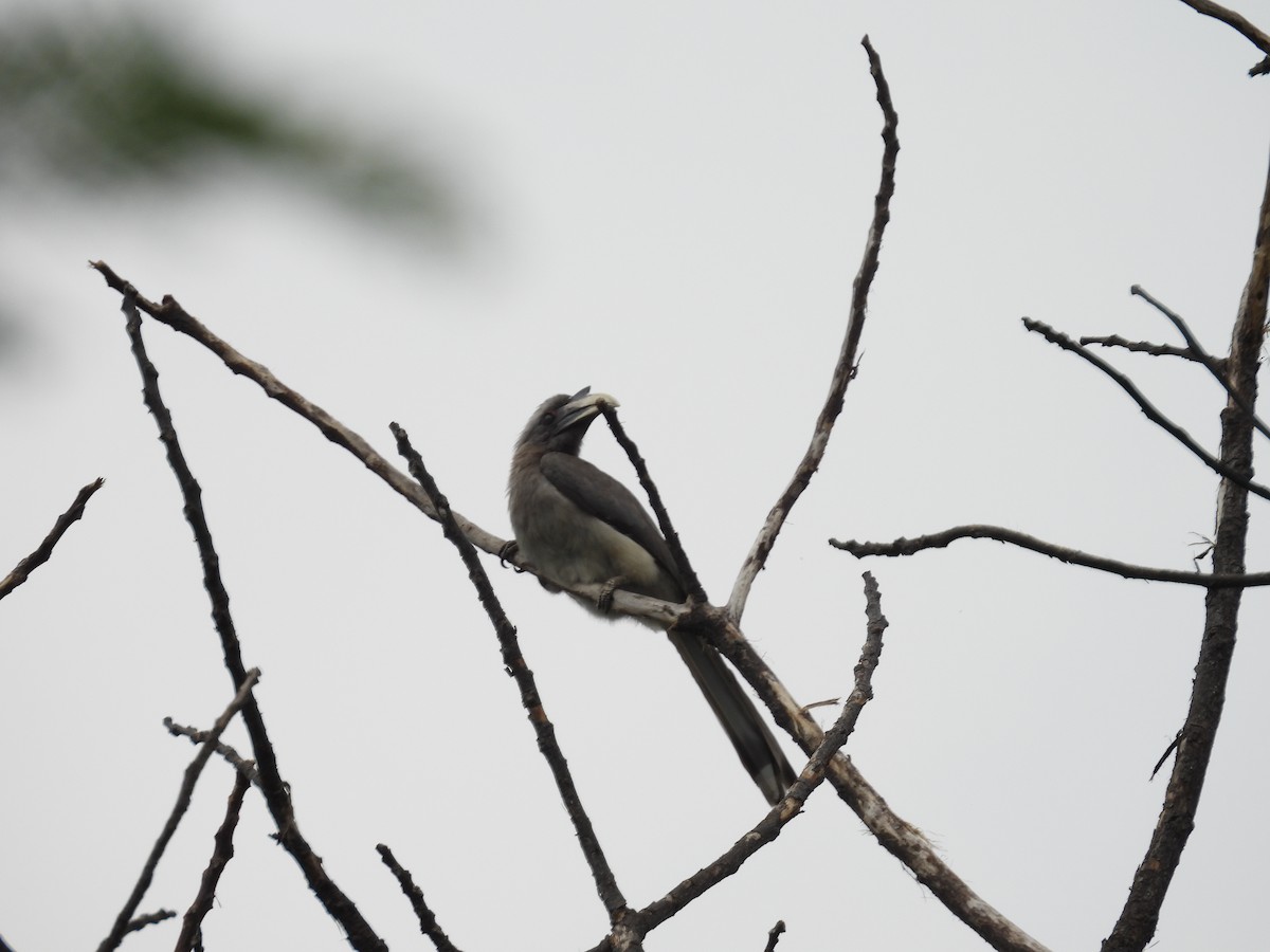 Indian Gray Hornbill - Rahul Kumaresan