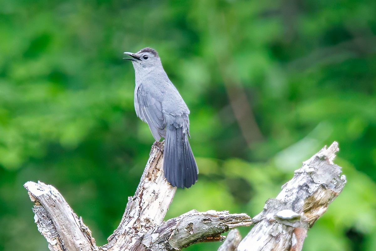 Gray Catbird - ML619613620