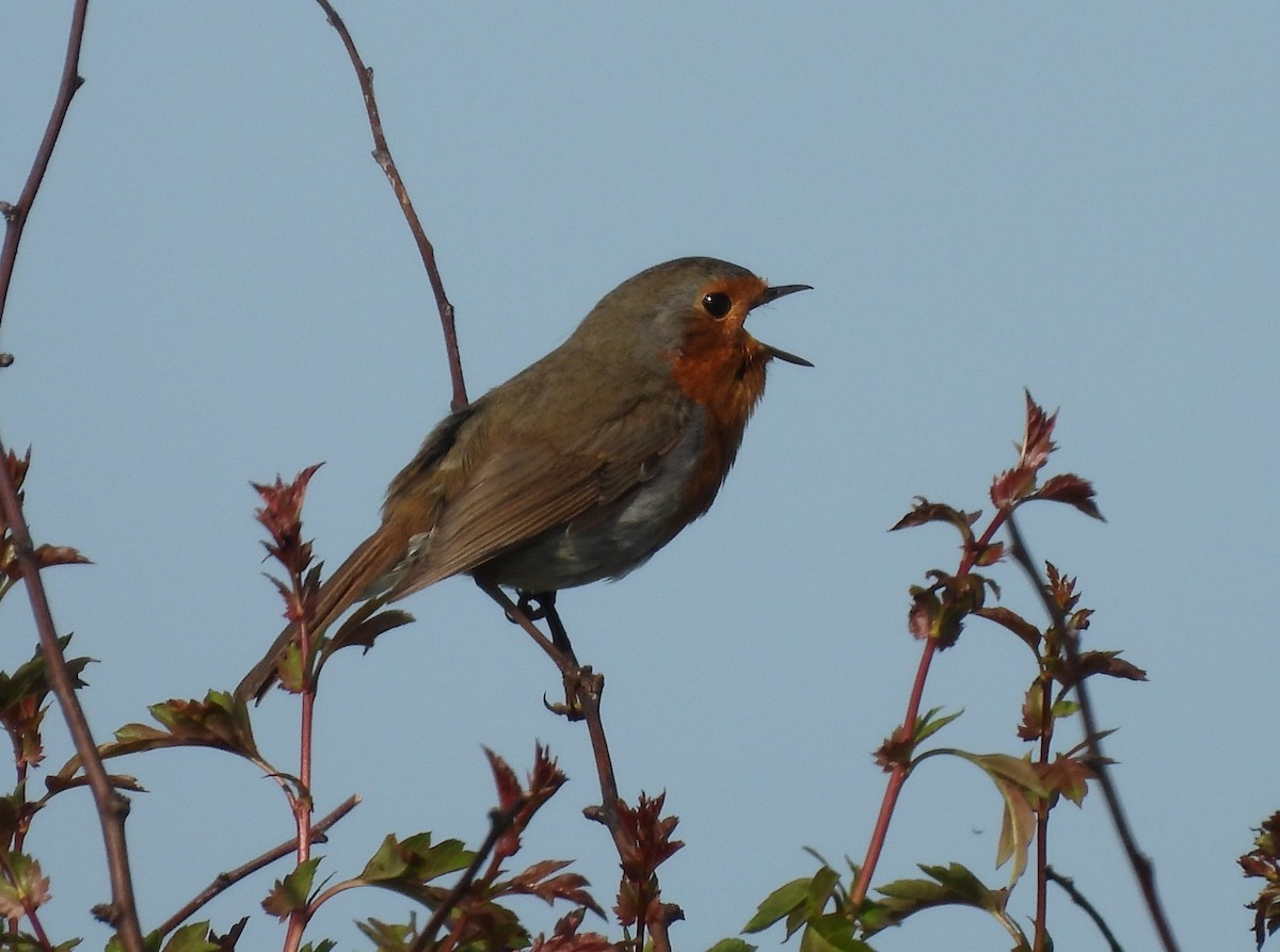 European Robin - Gerald Moore