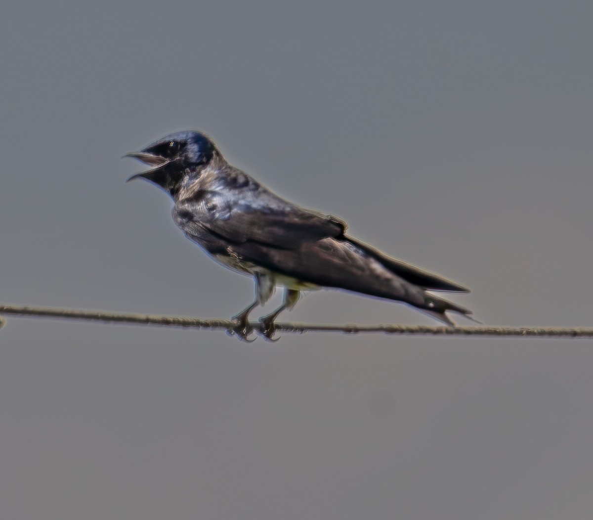 Purple Martin - ML619613637