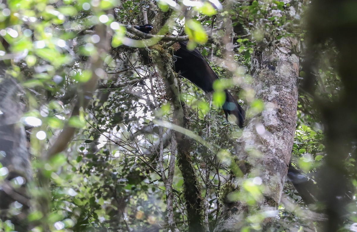 Black Sicklebill - Mike Edgecombe