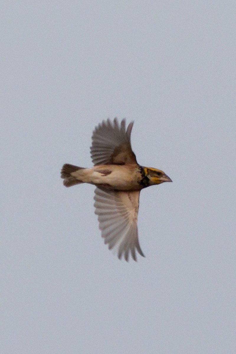 Black-breasted Weaver - Able Lawrence