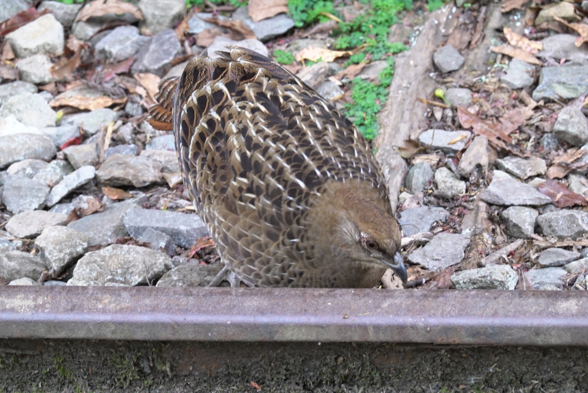 Mikado Pheasant - Huang Hung Chu