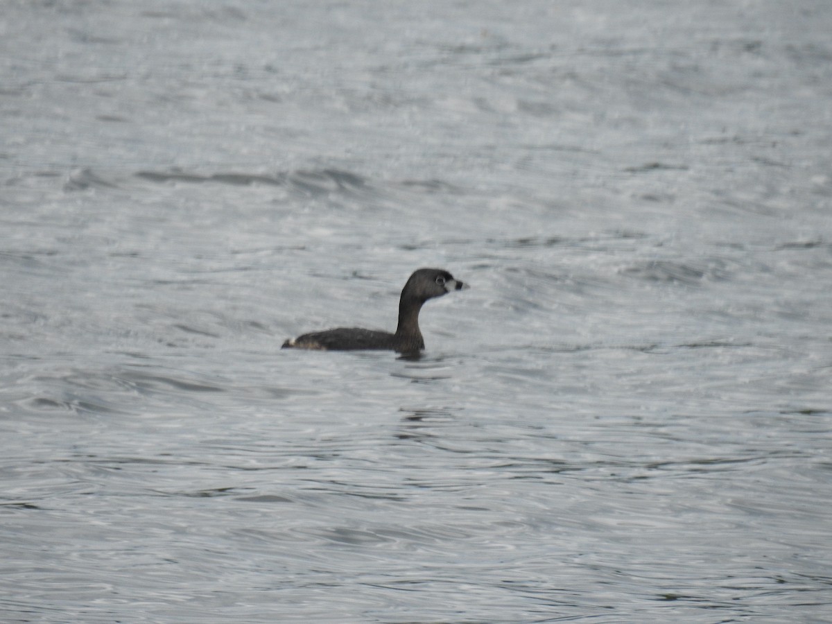 Pied-billed Grebe - Andy Weber