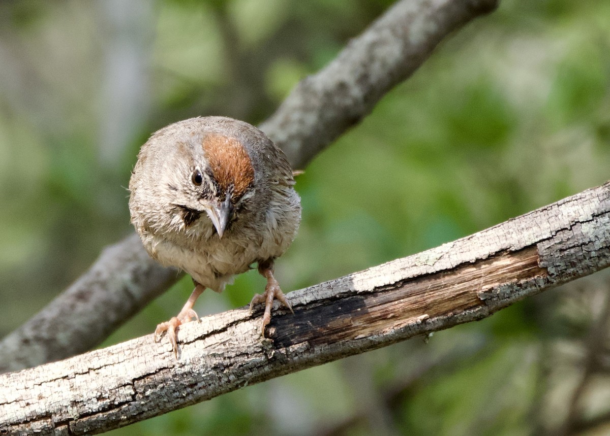 Rufous-crowned Sparrow - Pauline Yeckley